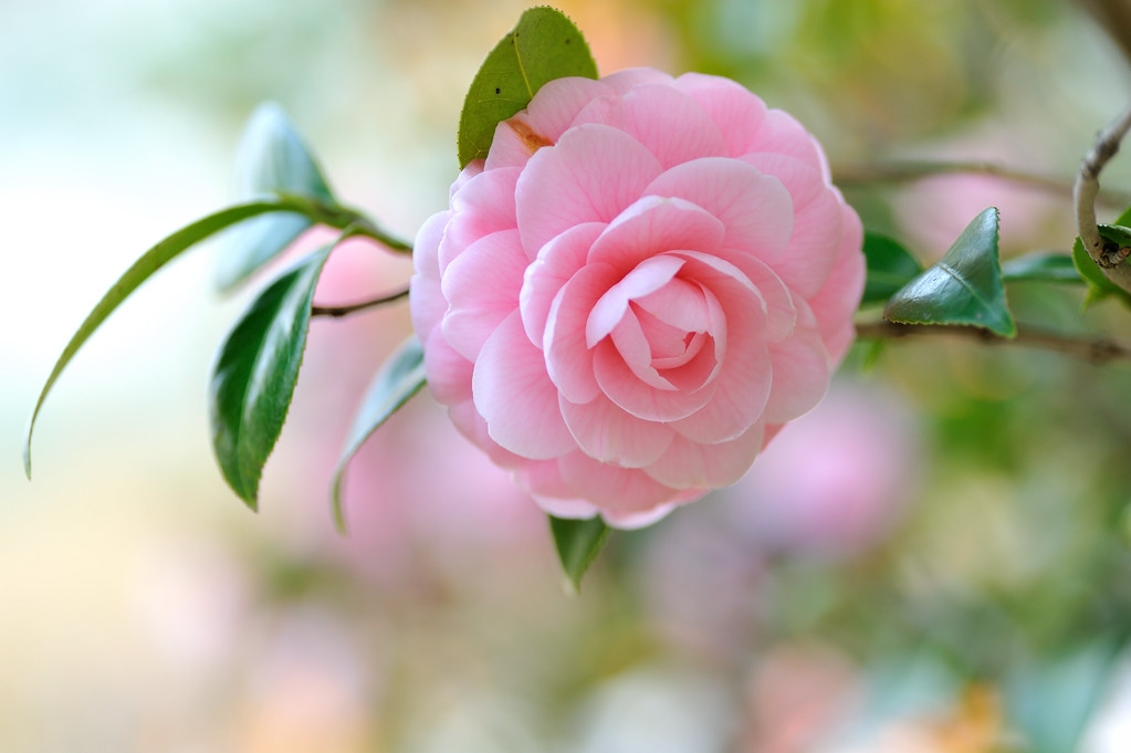 Tử vi ngày 12/3/2022: Tuổi Thìn tiềm năng trước mắt, tuổi Tuất vận may bất ngờ