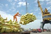 Tín hiệu tích cực từ thị trường xuất khẩu gạo