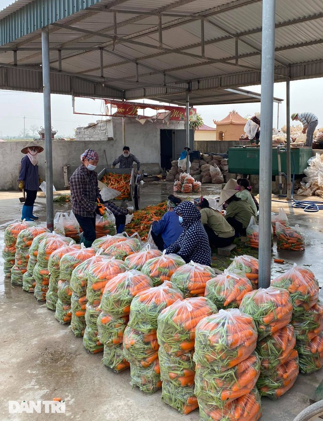 Rau củ thối rữa vứt đầy ruộng, nông dân Chí Linh nợ cả tỷ đồng tiền vay vốn