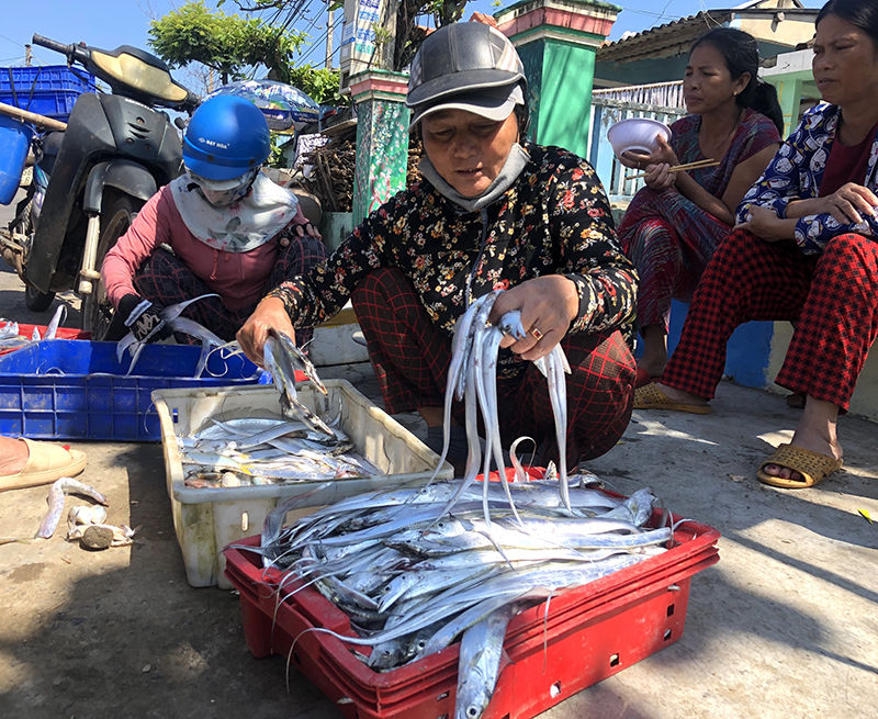 Ngư dân Quảng Nam trúng đậm mùa cá hố