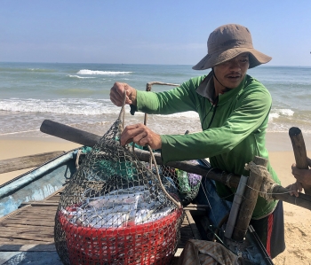 Ngư dân Quảng Nam trúng đậm mùa cá hố