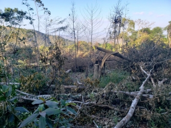 10 năm, hơn 22.000 ha rừng tại 4 lâm trường bị tàn phá