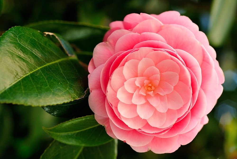 Tử vi ngày 3/2/2022: Tuổi Dần đền đáp xứng đáng, tuổi Dậu may mắn lộc tài