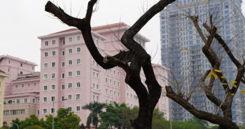 7 cây sưa đỏ quý hiếm trên đường Nguyễn Văn Huyên ở Hà Nội đã chết
