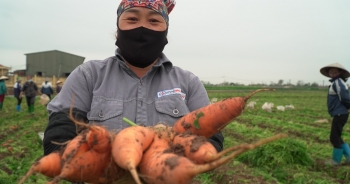 Nông dân gấp rút "vét" rau củ thu hồi vốn sau khi TP Chí Linh gỡ phong tỏa