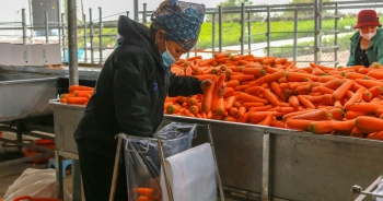 Hải Dương: Cà rốt "ra khơi", hàng ngon tăng giá sau lệnh gỡ phong tỏa
