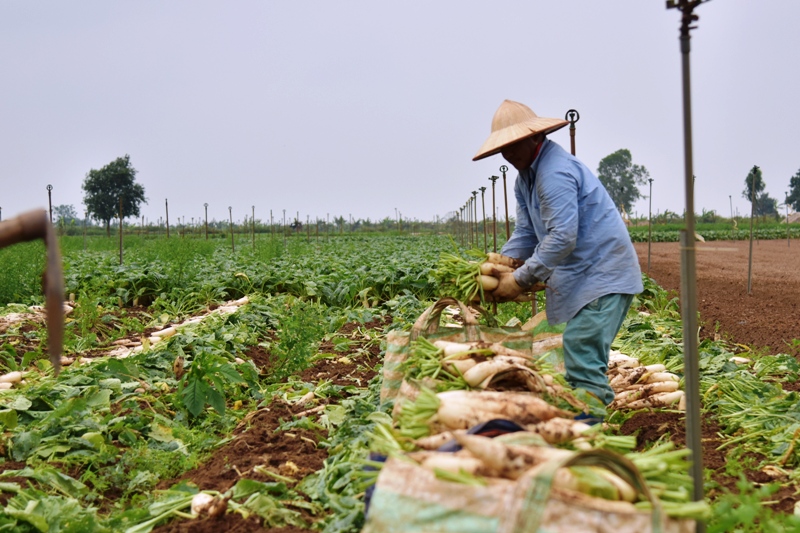 “Giải cứu” nông sản - bài học  quản trị ngay từ vạch xuất phát