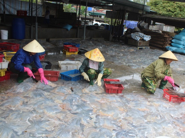 Những ngày này, nhiều lao động làm hậu cần nghề cá cũng có việc làm với mức thu nhập khá. Việc phân loại, cắt sứa và vận chuyển cũng mang lại thu nhập từ 200 - 300 ngàn đồng/người/ngày.