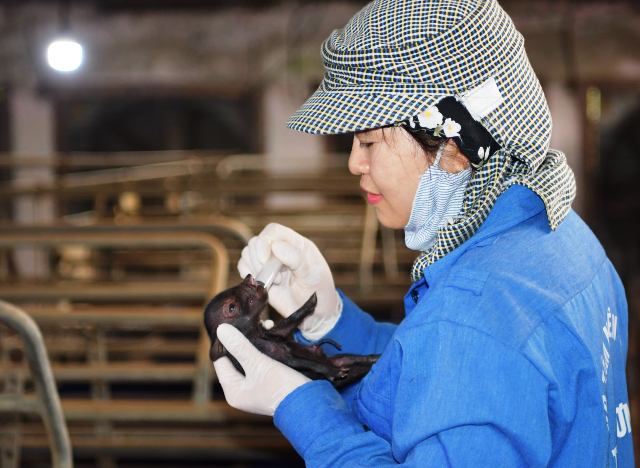 Lần đầu tiên Việt Nam nhân bản thành công lợn Ỉ