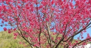 Thu giữ, trồng cứu hộ 4 cây mận rừng hoa đỏ ở Sa Pa