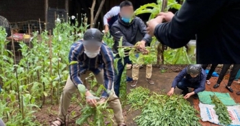 Hà Nội: Một hộ dân trồng hơn 300 cây thuốc phiện ở vườn nhà để ngâm rượu