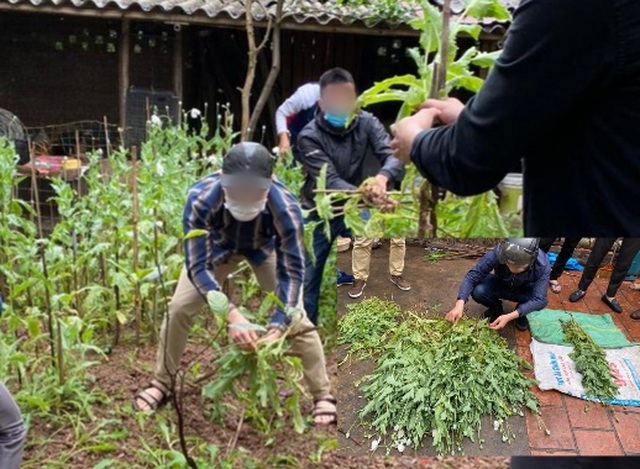 Hà Nội: Một hộ dân trồng hơn 300 cây thuốc phiện ở vườn nhà để ngâm rượu - 1