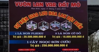 Đua nhau dốc ví mua lan đột biến tiền tỷ: "Không tỉnh táo, lao vào là chết"