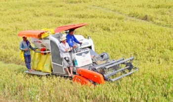 Năng suất lúa Đông Xuân khu vực Nam Bộ lập kỷ lục mới