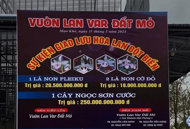 Đánh thuế giao dịch lan đột biến tiền tỷ: Nhà vườn hết thời thổi giá? - 1