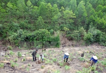Diện tích trồng rừng quý I/2021 tăng hơn 100%
