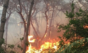 Cháy rừng ở Tây Bắc do người dân đốt nương