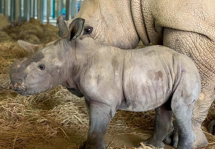 Vinpearl Safari Phú Quốc: 17 ngày đón 2 cá thể tê giác quý chào đời