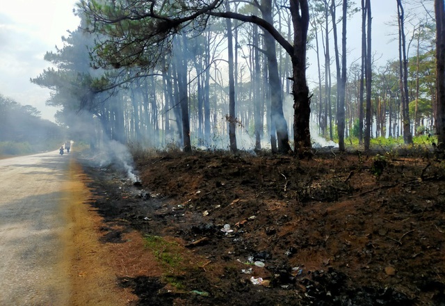 Hàng trăm cây thông bị đốt cháy sau khi bị khoan gốc, hạ độc - 5