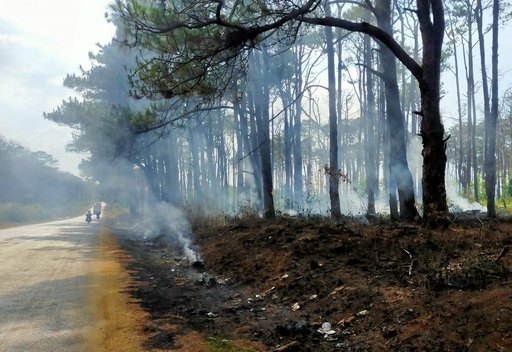 Hàng trăm cây thông bị đốt cháy sau khi bị khoan gốc, hạ độc