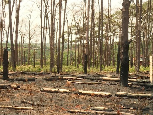Hàng trăm cây thông bị đốt cháy sau khi bị khoan gốc, hạ độc - 4