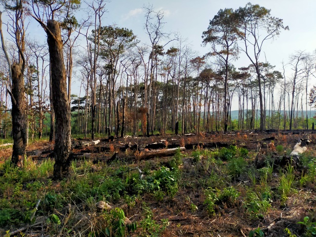 Hàng trăm cây thông bị đốt cháy sau khi bị khoan gốc, hạ độc - 3