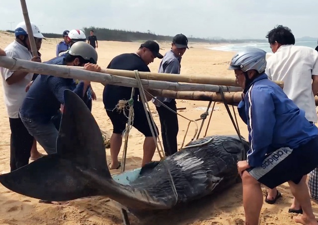 Bị thương, cá voi 4 lần được đưa ra biển vẫn dạt vào bờ… chờ chôn - 4