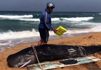 Bị thương, cá voi 4 lần được đưa ra biển vẫn dạt vào bờ… chờ chôn