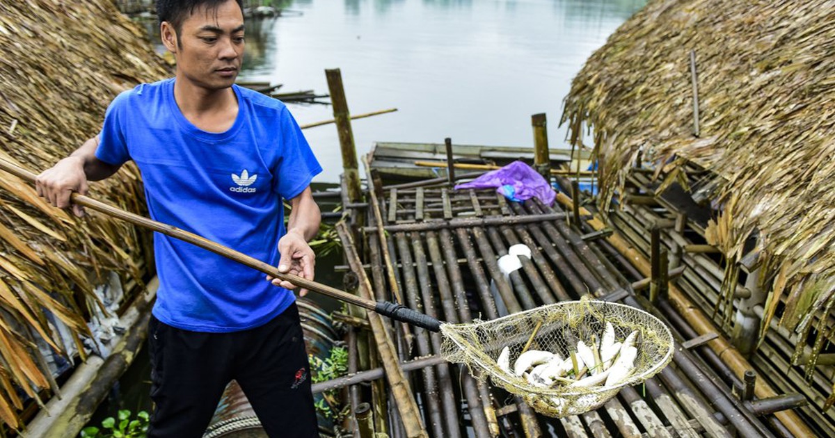 Thủy sản chết bất thường hàng loạt, dân khốn khổ tìm nơi “lánh nạn” cho cá