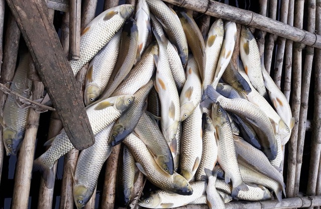 Thủy sản chết bất thường hàng loạt, dân khốn khổ tìm nơi lánh nạn cho cá - 1