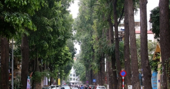 Những hàng cây xanh được quy hoạch hơn 100 năm trước ở Hà Nội giờ ra sao?