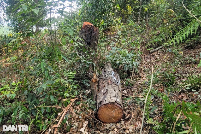 Nghệ An: Nhức nhối nạn phá rừng tại huyện nghèo - 2
