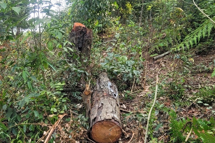 Nghệ An: Nhức nhối nạn phá rừng tại huyện nghèo