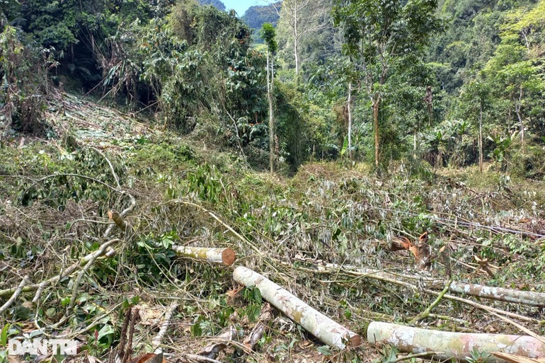 Nghệ An: Nhức nhối nạn phá rừng tại huyện nghèo - 5