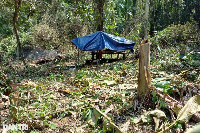 Nghệ An: Nhức nhối nạn phá rừng tại huyện nghèo - 4