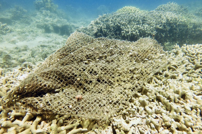 Nha Trang tạm dừng hoạt động du lịch lặn để bảo vệ rạn san hô nghìn năm - 2
