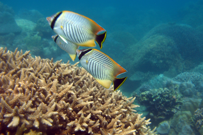Nha Trang tạm dừng hoạt động du lịch lặn để bảo vệ rạn san hô nghìn năm - 4