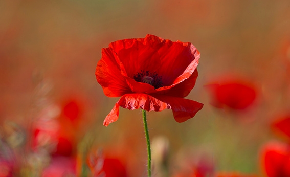 Tử vi ngày 26/2/2022: Tuổi Dậu vận trình rực rỡ, tuổi Hợi cát thần ghé thăm