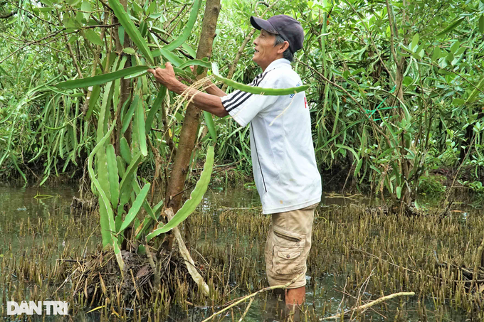 Lão nông sống khỏe nhờ mô hình sáng tạo thanh long ôm mắm - 6