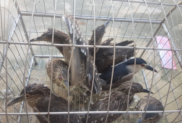 Ninh Bình cấm cán bộ, công chức ăn thịt động vật rừng và chim hoang dã