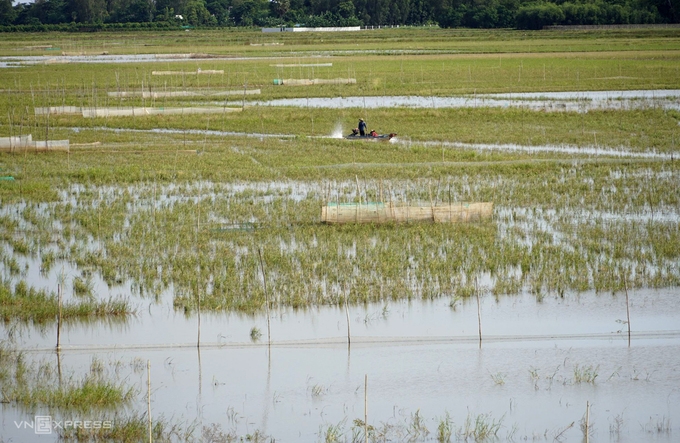 Tiếp tục thúc đẩy thu mua lúa gạo cho nông dân