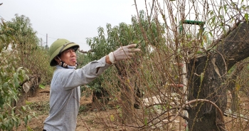 Người làm nghề trồng đào Nhật Tân lo cho vụ mùa dịp Tết Nguyên đán