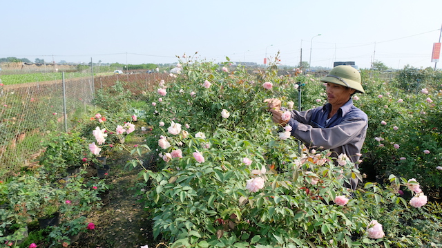 10 năm thực hiện Kết luận số 61 của Ban Bí thư: Hơn 27.000 nông dân trở thành tỷ phú