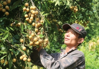 Nông sản Việt muốn rộng đường xuất khẩu cần "chứng minh thư" GlobalGAP?