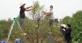 Hà Nội: Dân làng Nhật Tân tất bật tuốt lá đào chờ đón Tết