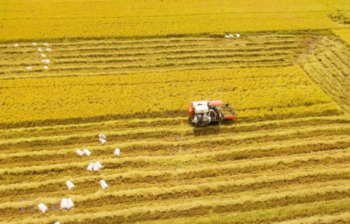 Báo cáo thường niên ĐBSCL: Nỗi buồn của lúa gạo