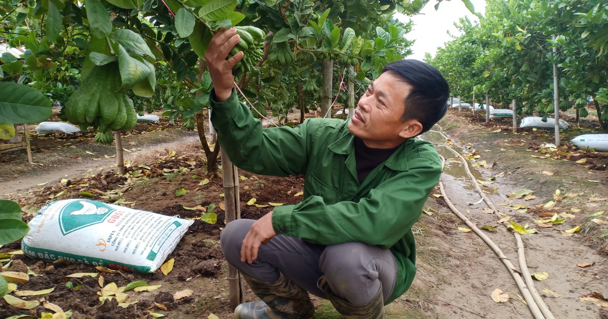 Người làm nghề trồng phật thủ tất bật vào vụ Tết