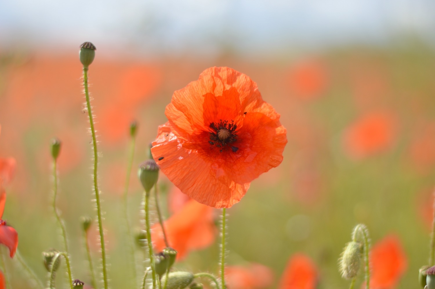 Tử vi tuần mới 11/4 17/4/2022: Tuổi Sửu xuất hiện duyên lành, tuổi Thìn gặt hái thành quả