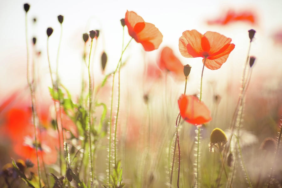 Tử vi tuần mới 11/4 17/4/2022: Tuổi Sửu xuất hiện duyên lành, tuổi Thìn gặt hái thành quả