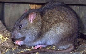 Phát hiện người bị nhiễm vi rút Hanta do chuột cắn
